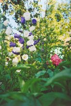 Flowers in the garden / ***