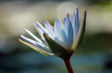 Blue Water Lily / *****