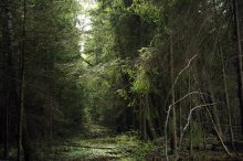 In forest / ***