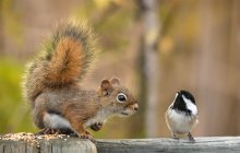 ...are you resident of this province? / American red squirrel & Black-capped Chickadee.