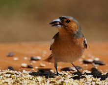 Bird Day / ***