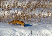 Fox MOUSE / ***