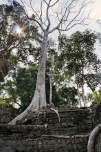 trees growing on the roof / [img]http://img-d.photosight.ru/4b9/5858826_large.jpg[/img]
