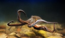 About Octopussy ... / ***