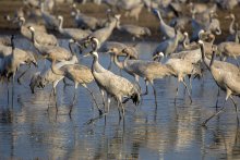 Crane flock / ***