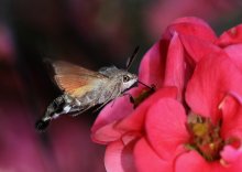 Macroglossum stellatarum / ***