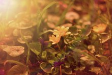 on the sunny meadow / ........