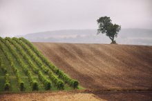 Bedeckt September auf Poysdorfschine / ***