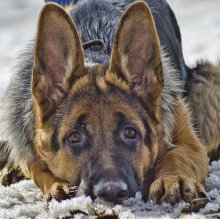 Sad dog / ---