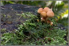 Sketches of the autumn forest / *****