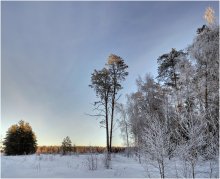 At the edge of forest / ***