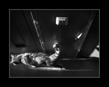 The light ... / ***