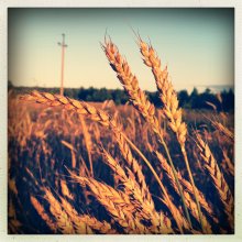  / iPhone 4S, Hipstamatic