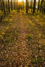 Autumn Sunset in the forest / ***