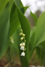 Lilies of the valley / ***
