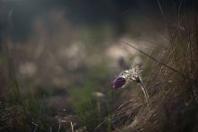 Küchenschelle / ***