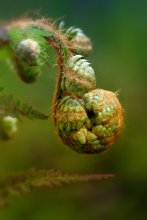 Fern &quot;aufwacht&quot; ... / ***
