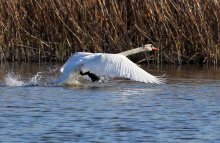 Schwan / ***