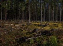 In spruce forest / ***
