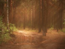 In forest / ***
