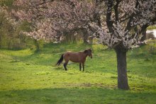 Spring idyll. / ***