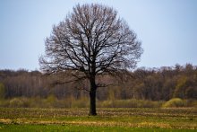 Spring loneliness. / ***