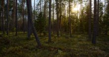 Forest honey / ***