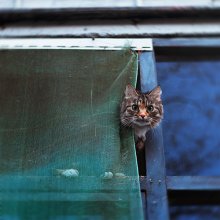 Curious / ***