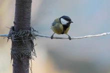 Chickadee / ***