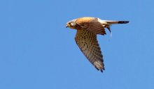 Kestrel / ***