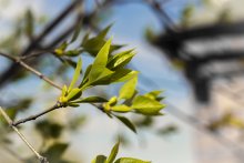 Spring / ***