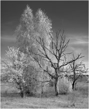 Trees. Two points of view / ***