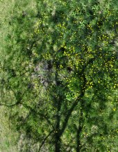 dandelion tree / ***