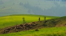 morning in the Carpathians / ***
