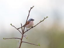 Zorro in birds / ***