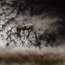 Above the fog ... / ***
