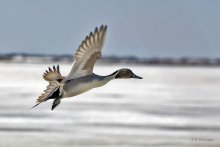 Pintail / ***