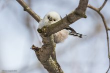 Pokemon (Long-tailed Tit) / ***