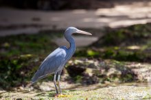 Eastern Reef Reiher (Egretta sacra) (grau Sorte) / ***