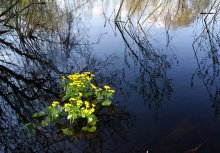 Fluss Strauß / ,,,,,,,,,
