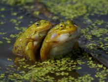 &quot;Shall we dance Lambada? ...&quot; / ***