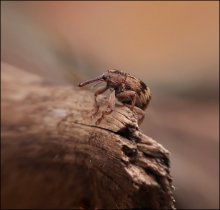 Big dreams - the &quot;little giant&quot; ... / ***