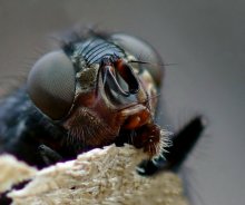 Just FLIES / ***