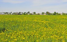 Dandelions / ***