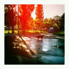 Black dog of the morning / ......