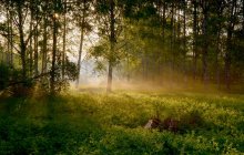 May morning / ***