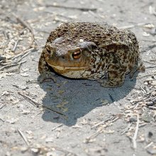 Baba toad / ***