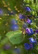 Limonnitsa / ***
