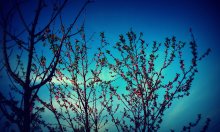 Pfirsich / ***