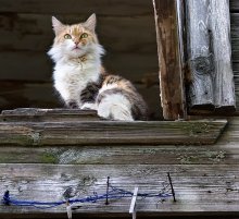 Cat on the window / ***